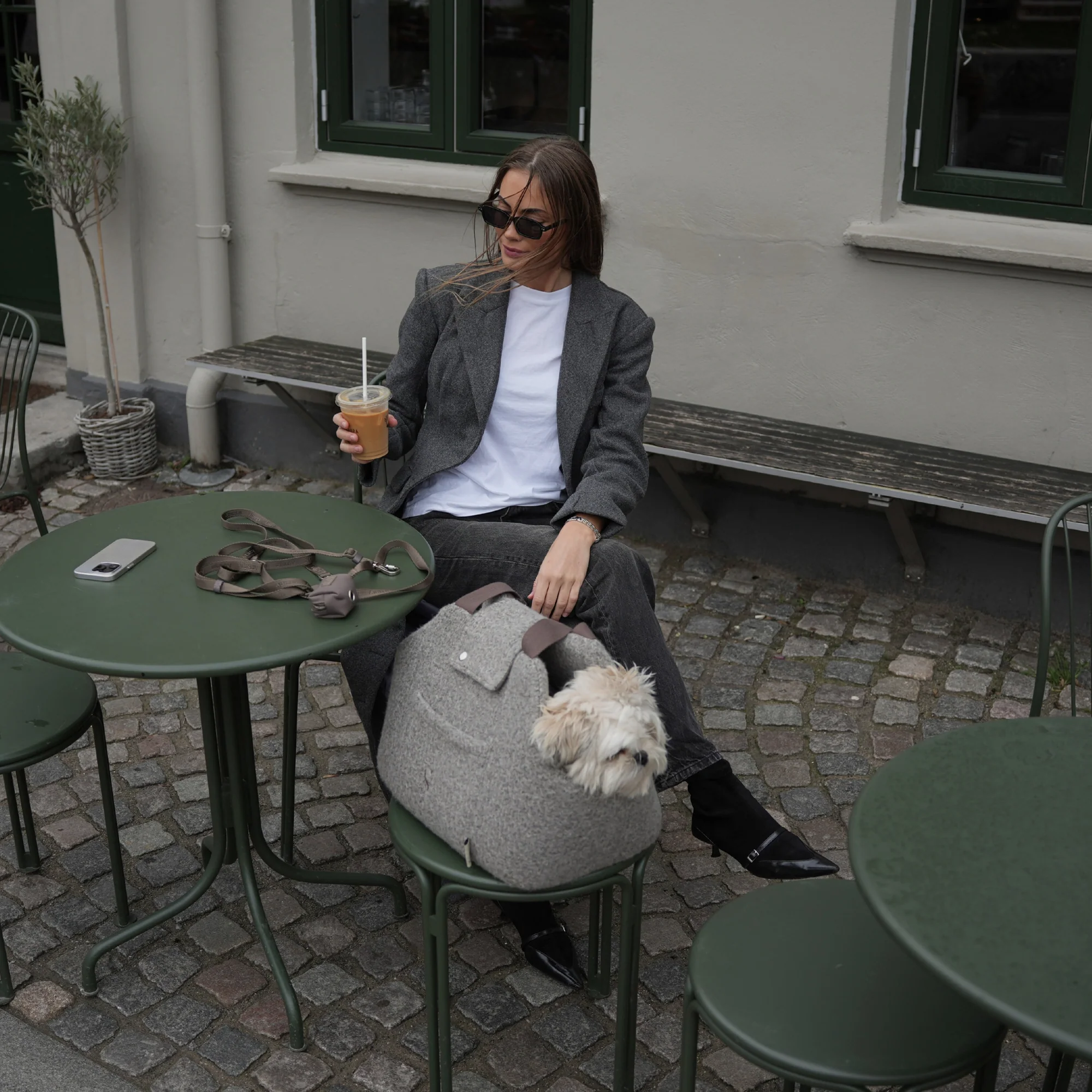 Aesthetic Essentials for Modern Dogs