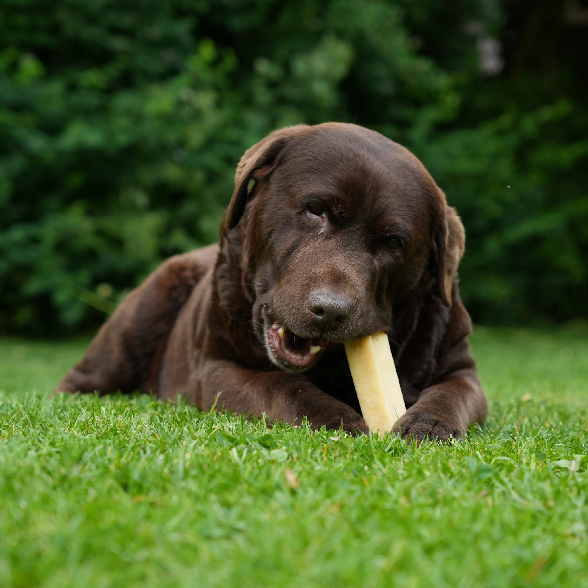100% Natural Cheese Bones - Image 3