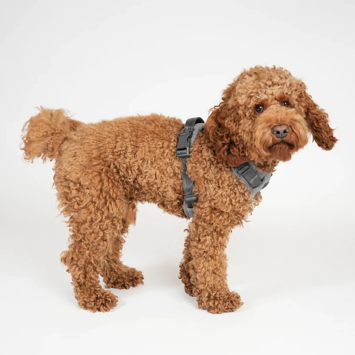 Elma Dog Harness | Dusty Blue - Image 6