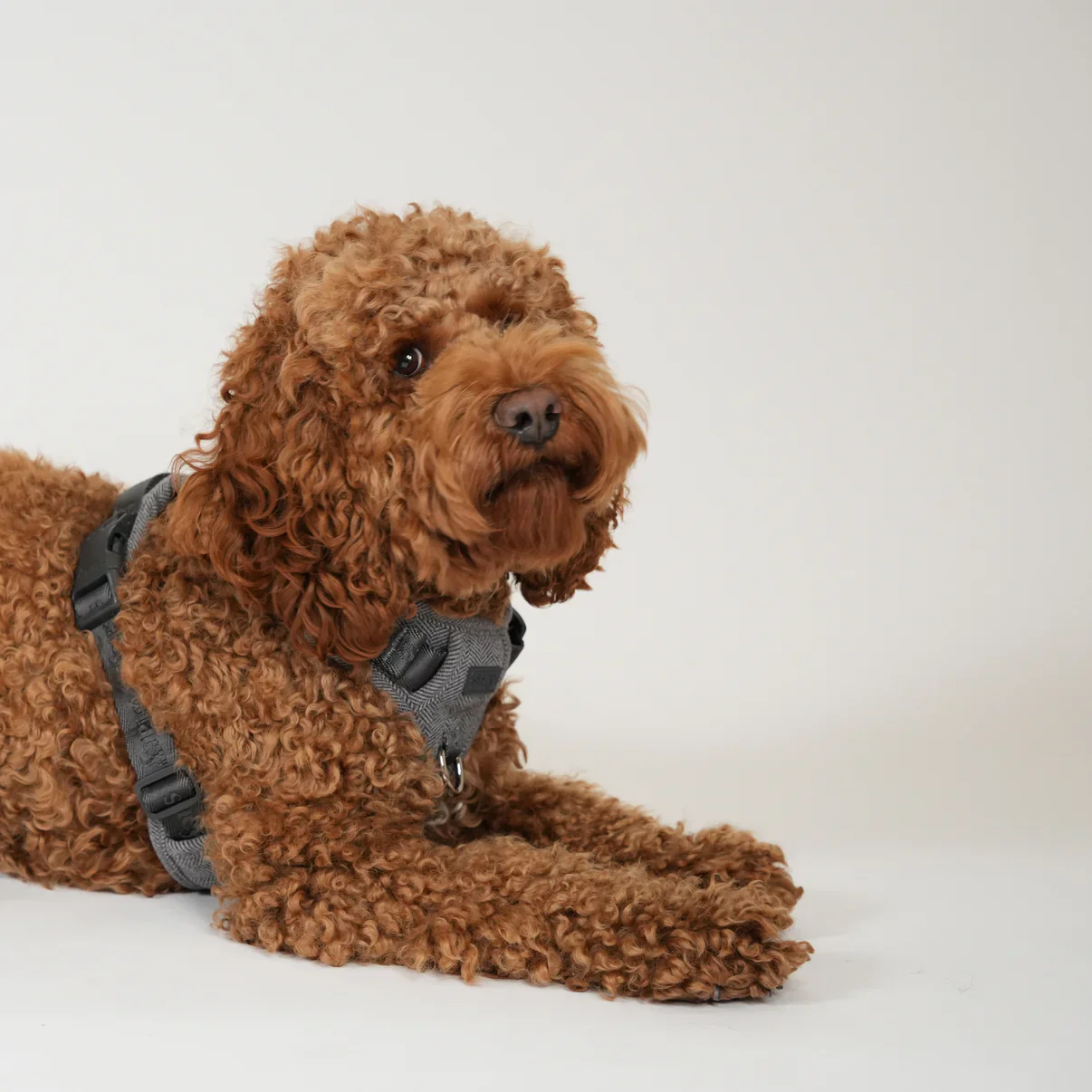 Elma Dog Harness | Dusty Blue - Image 8