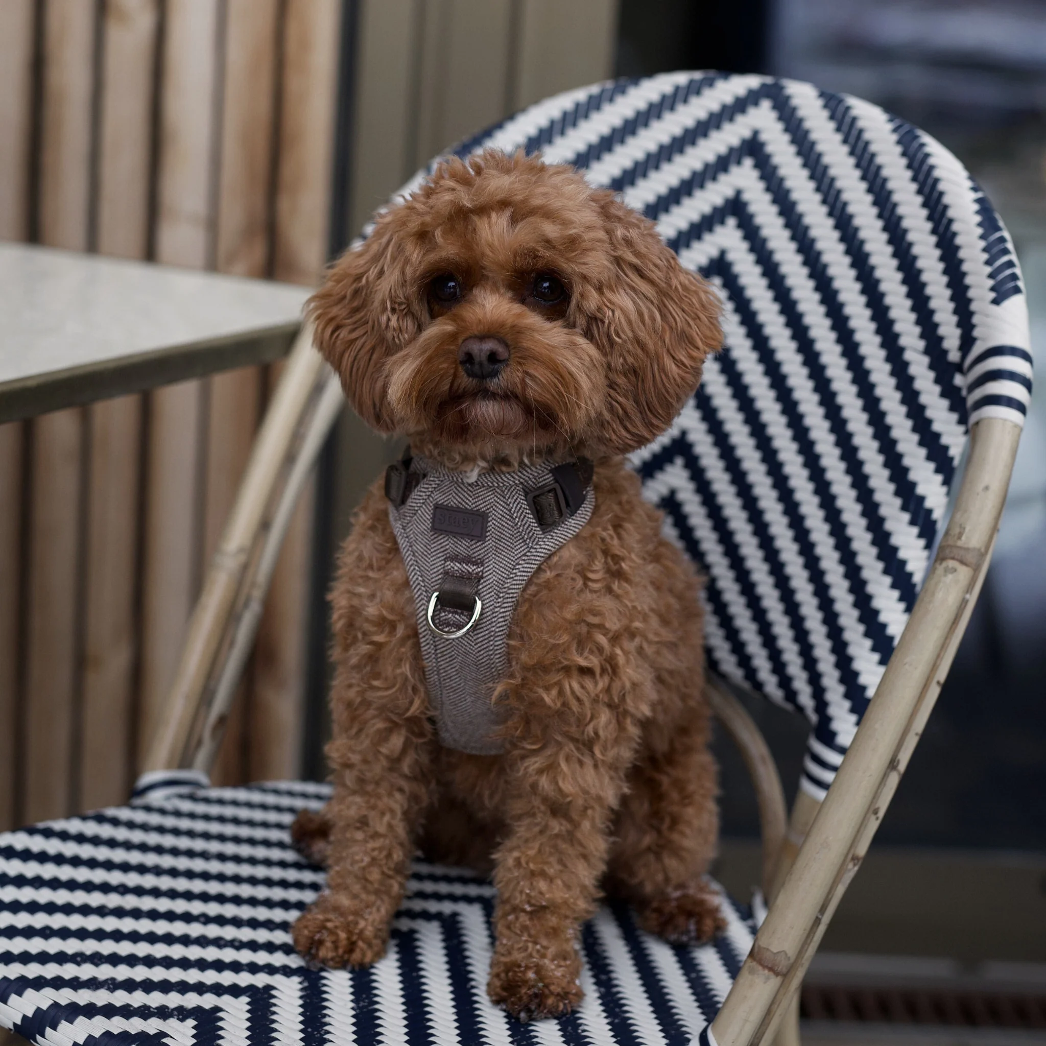 Elma Dog Harness | Mocca - Image 3