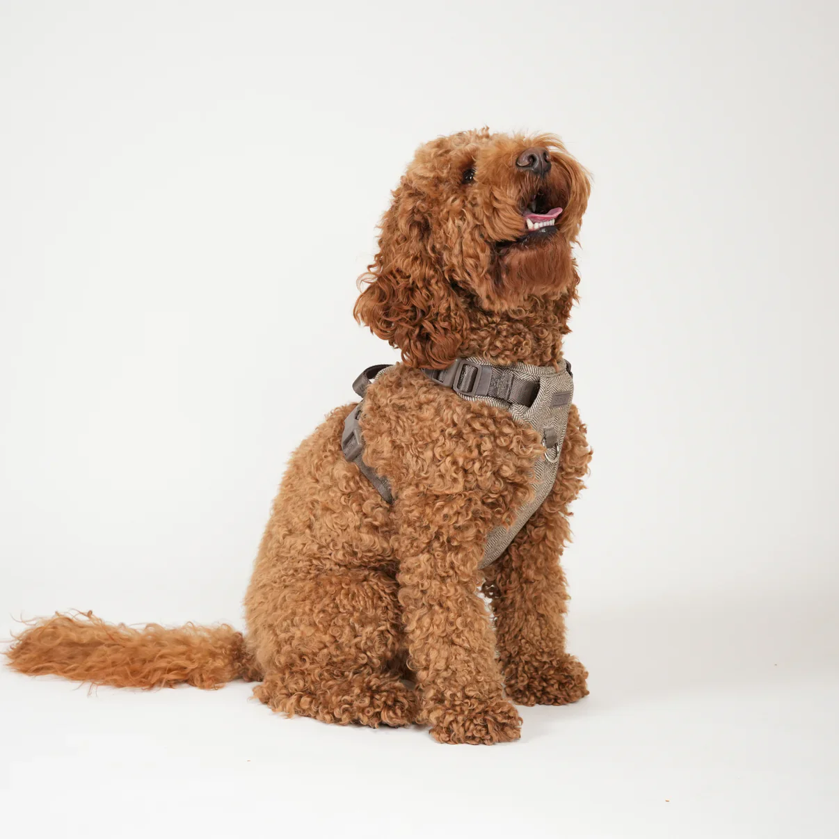 Elma Dog Harness | Mocca - Image 4