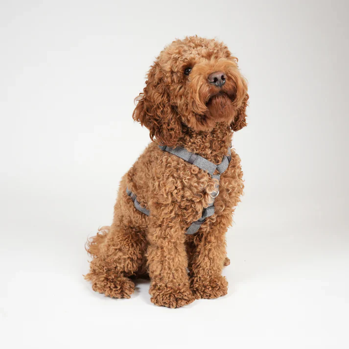 Tara H-Strap Dog Harness | Dusty Blue - Image 4
