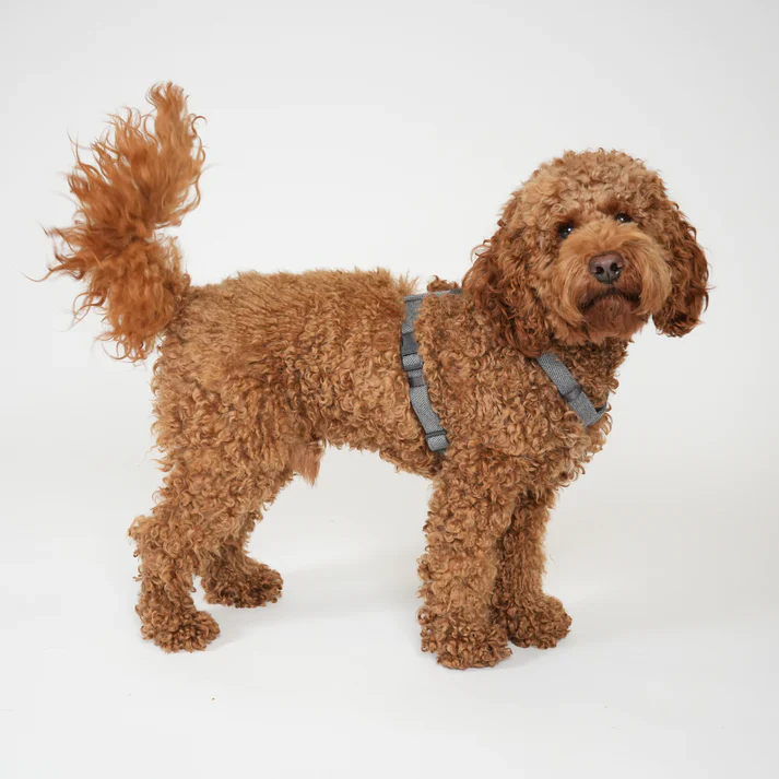 Tara H-Strap Dog Harness | Dusty Blue - Image 6