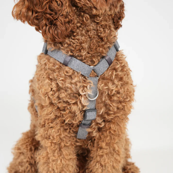 Tara H-Strap Dog Harness | Dusty Blue - Image 7