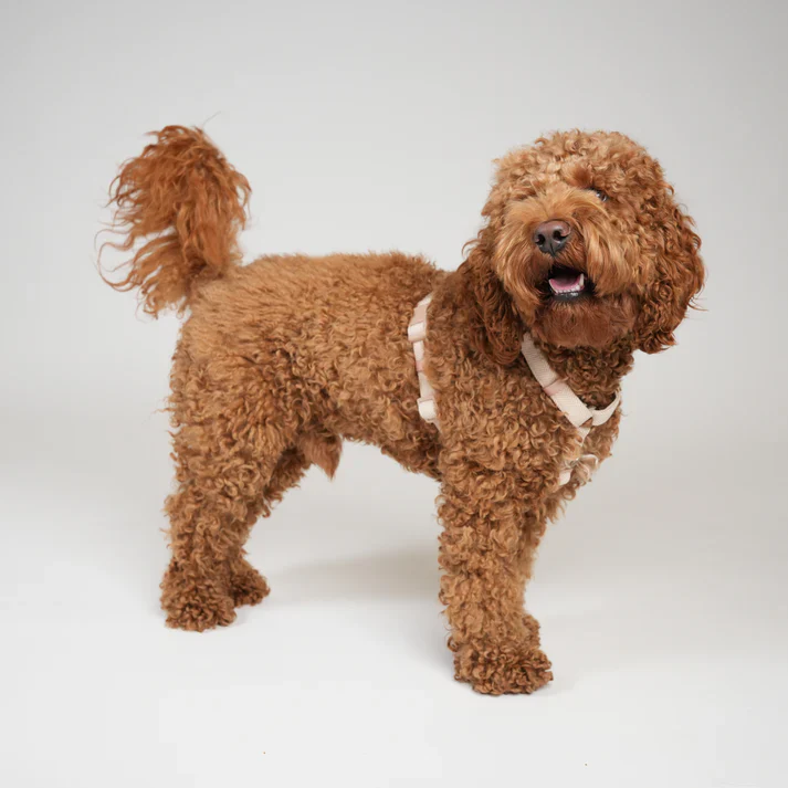 Tara H-Strap Dog Harness | Light Rose - Image 4