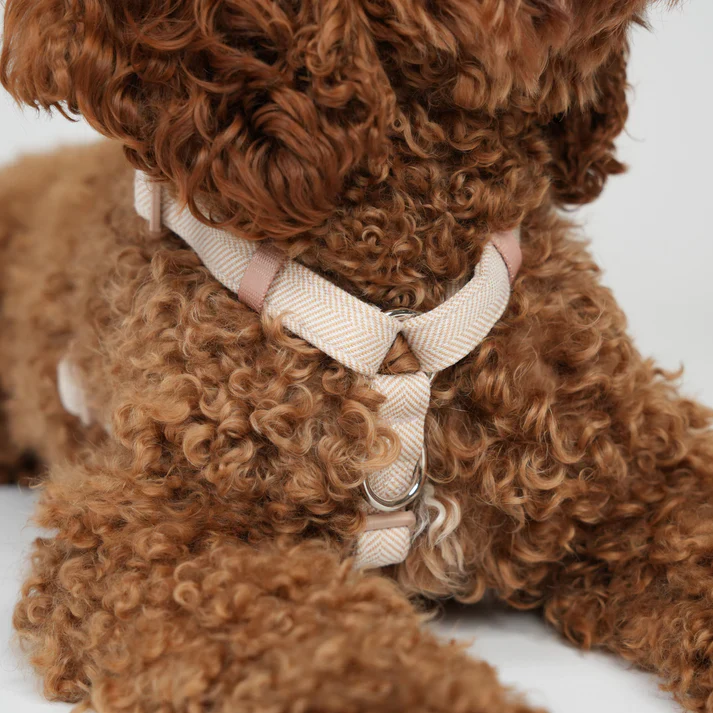 Tara H-Strap Dog Harness | Light Rose - Image 7