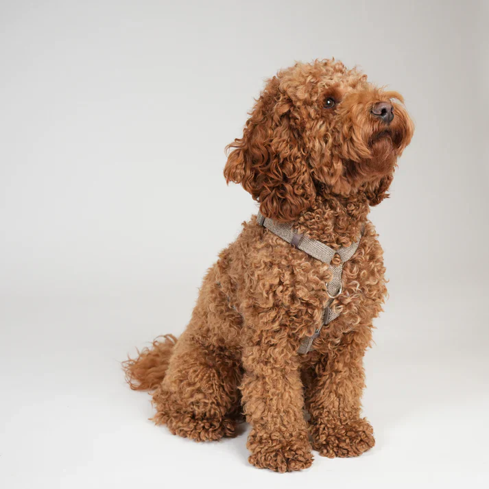 Tara H-Strap Dog Harness | Mocca - Image 4