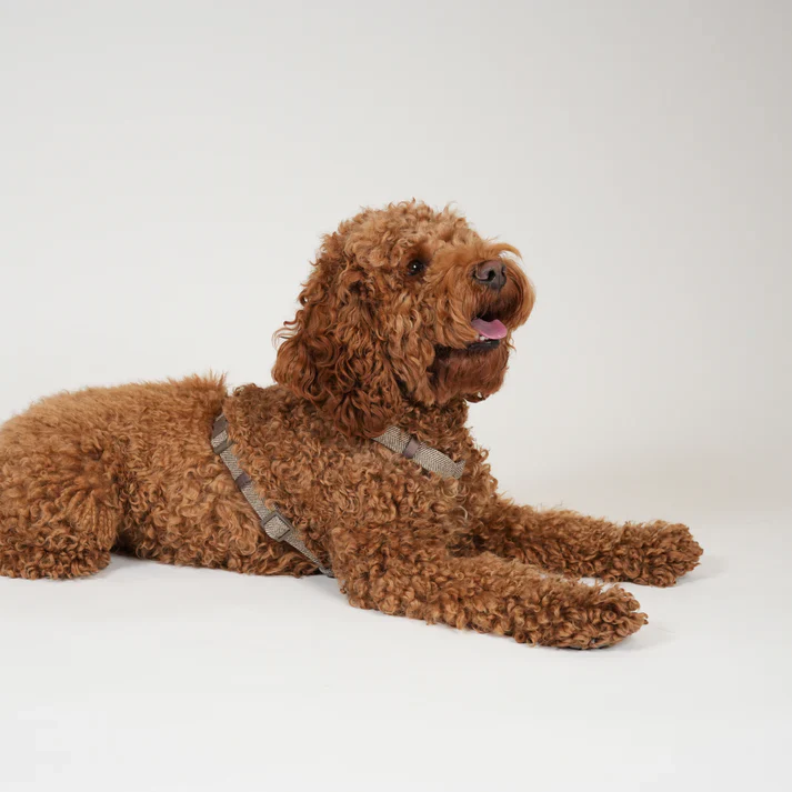 Tara H-Strap Dog Harness | Mocca - Image 6