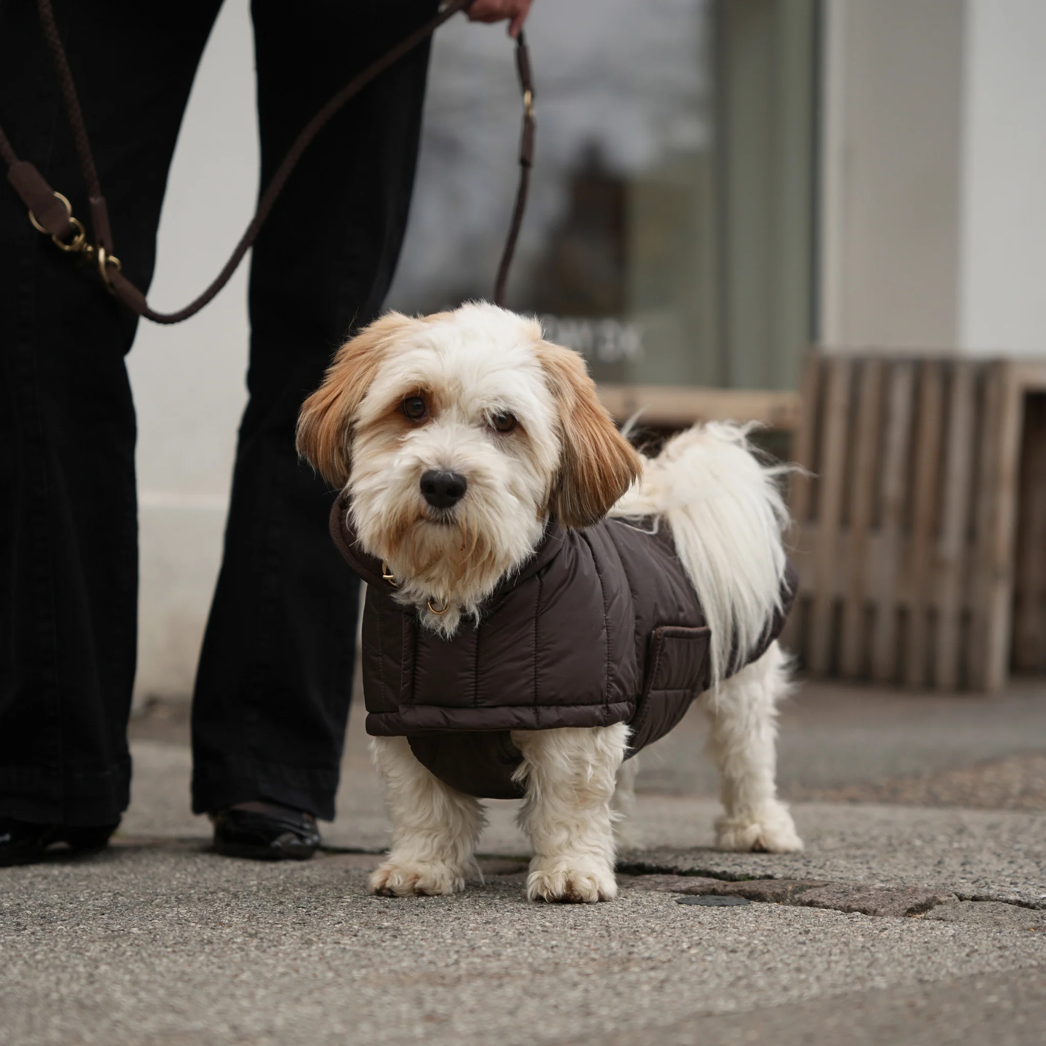 Nora Dog Coat | Espresso - Image 4