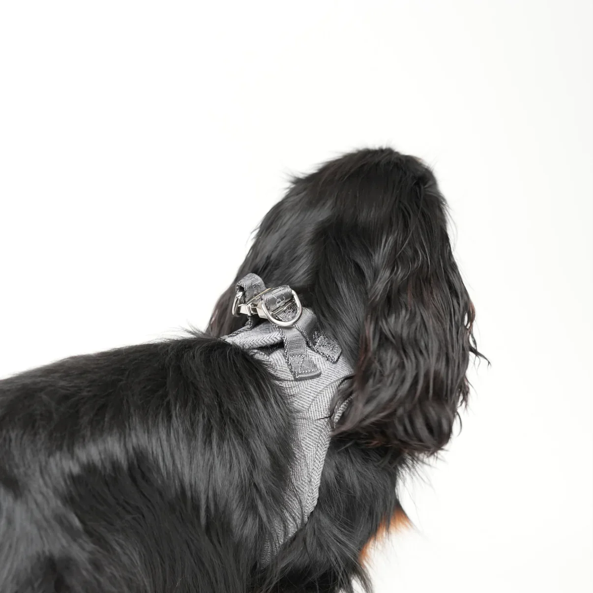 Saga Step-In Dog Harness | Dusty Blue - Image 6