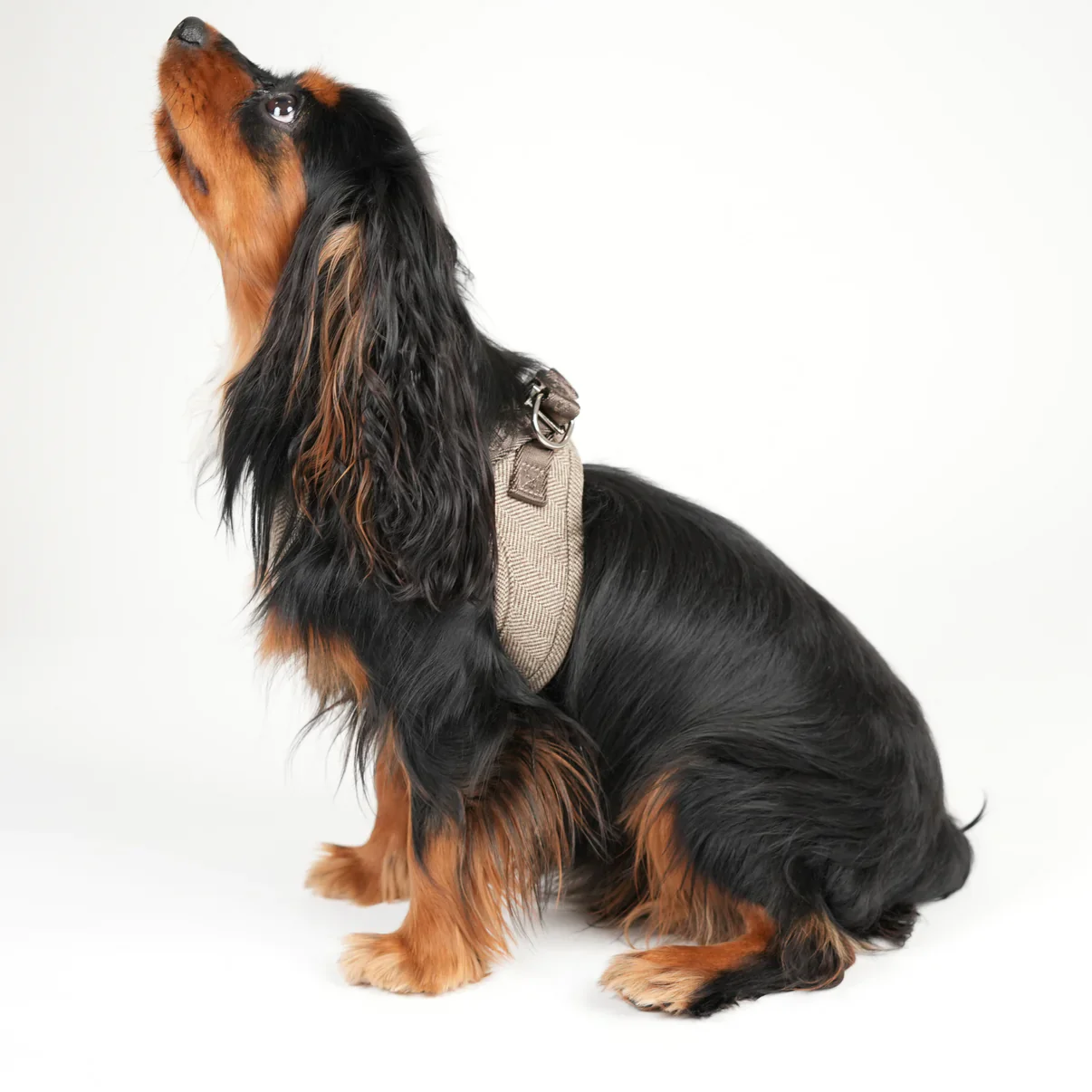Saga Step-In Dog Harness | Mocca - Image 10
