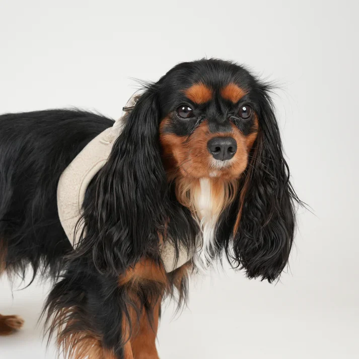 Teddy Step-In Dog Harness | Nature - Image 6